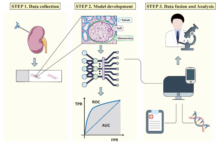  Artificial Intelligence-Assisted Renal Pathology: Advances and Prospects